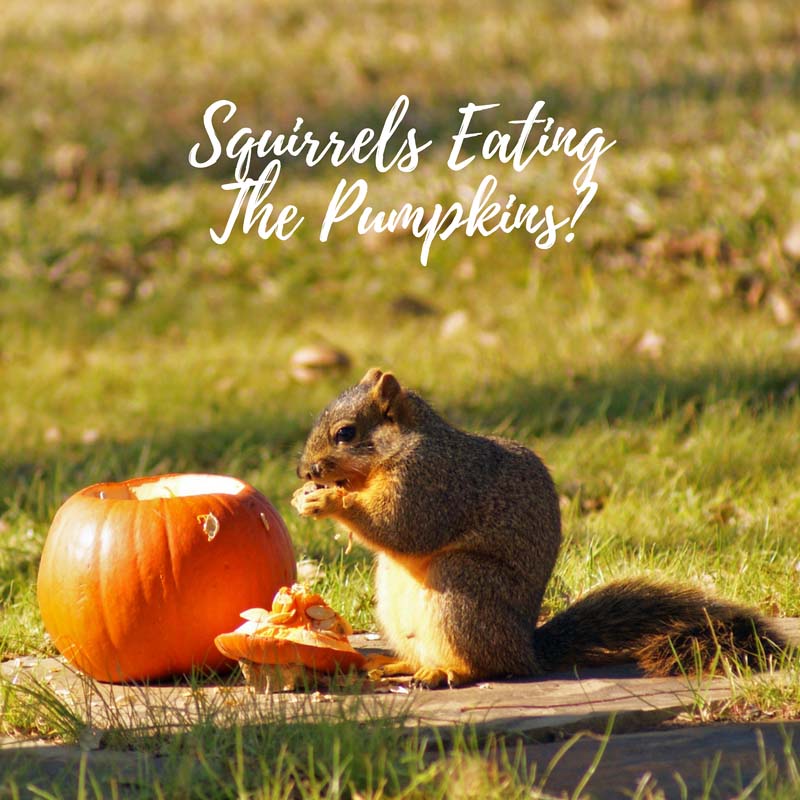 squirrels eating pumpkins